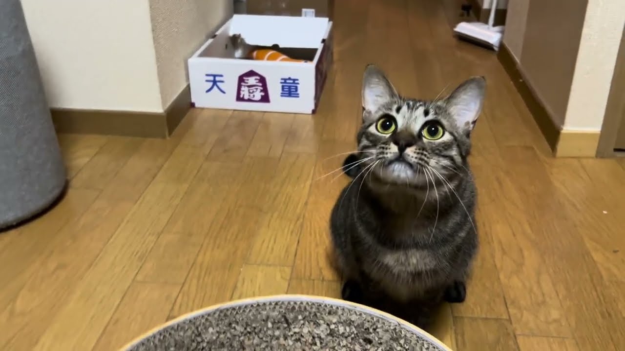 にゃんにゃんちゃんねる YouTube
