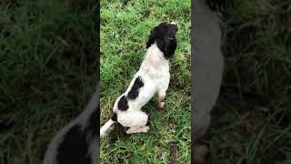 Gundog  Cold Game  January 2022  Hard hunting Springer Spaniel (Tyberius Goodman aka Frank)