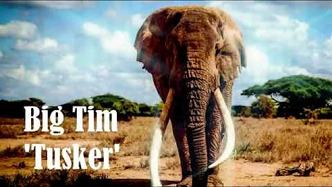 BIG TIM 'TUSKER' A TRIBUTE.