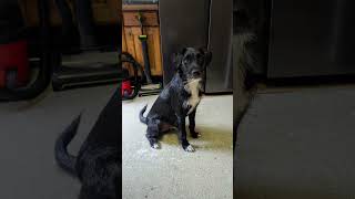 Patterdale Terrier Jack Russell
