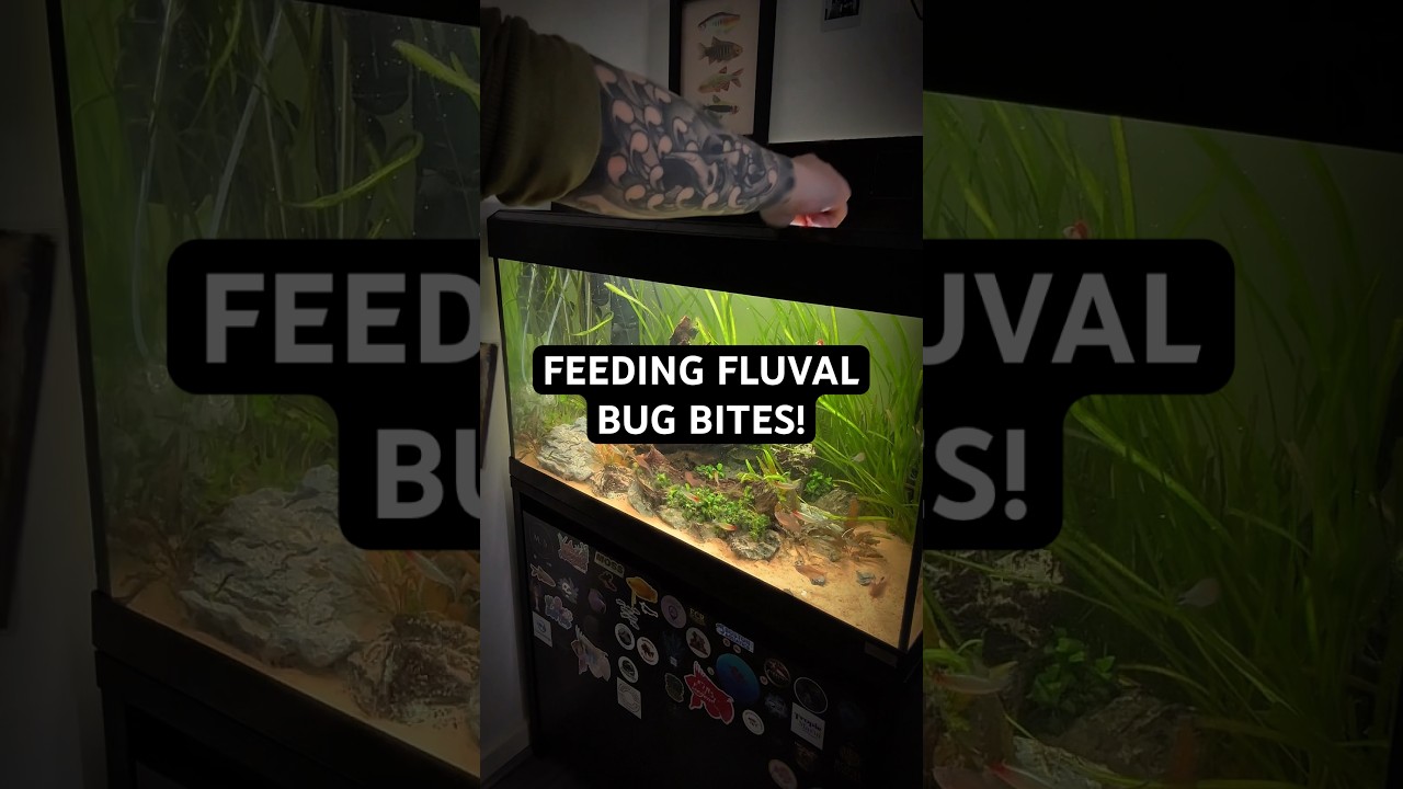 Feeding my fish the Fluval Bug Bites range! @fluval