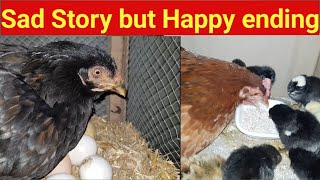 Murgi Chicken Eggs Natural Hatching Hen Harvesting Eggs To Chicks New Born Chicks Colour Chicks