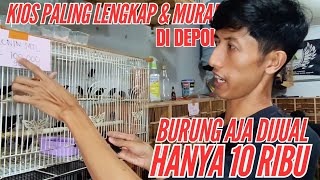 Download lagu BIRD PRICE UPDATE | SATRIA BIRD SHOP SELLING BIRDS STARTING FROM 5 THOUSAND PER BIT! WHERE DOES T...