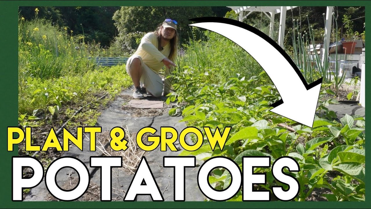EASIEST WAY TO PLANT AND GROW POTATOES - YouTube