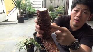 のびたユッカの挿し木方法 1000鉢以上を植え替えた男が植物自慢しながらのんびりやってます Youtube
