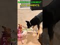Ranking Funniest Dog Moments🤣