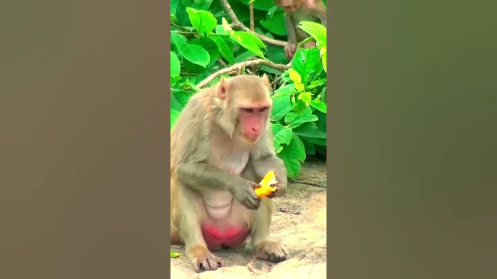 bandar mama #shorts #animals #kids #bandarmama