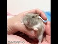 その手は何ですか？【ハムスター】