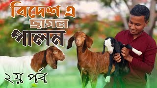 ওমান ছাগল পালোন। মরুভূমিতে ছাগল এর খামার।