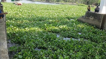 Giăng Lưới Đập Và Xử Lý Đám Lục Bình Phía Trong Cống