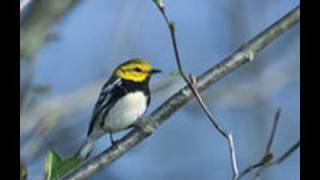 tar sands destroying oil