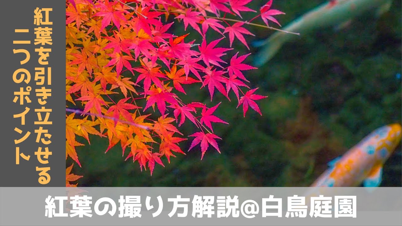 紅葉狩りに✨Nikon D40X✨シングルレンズ✨入門モデル✨簡単操作✨ 紅葉