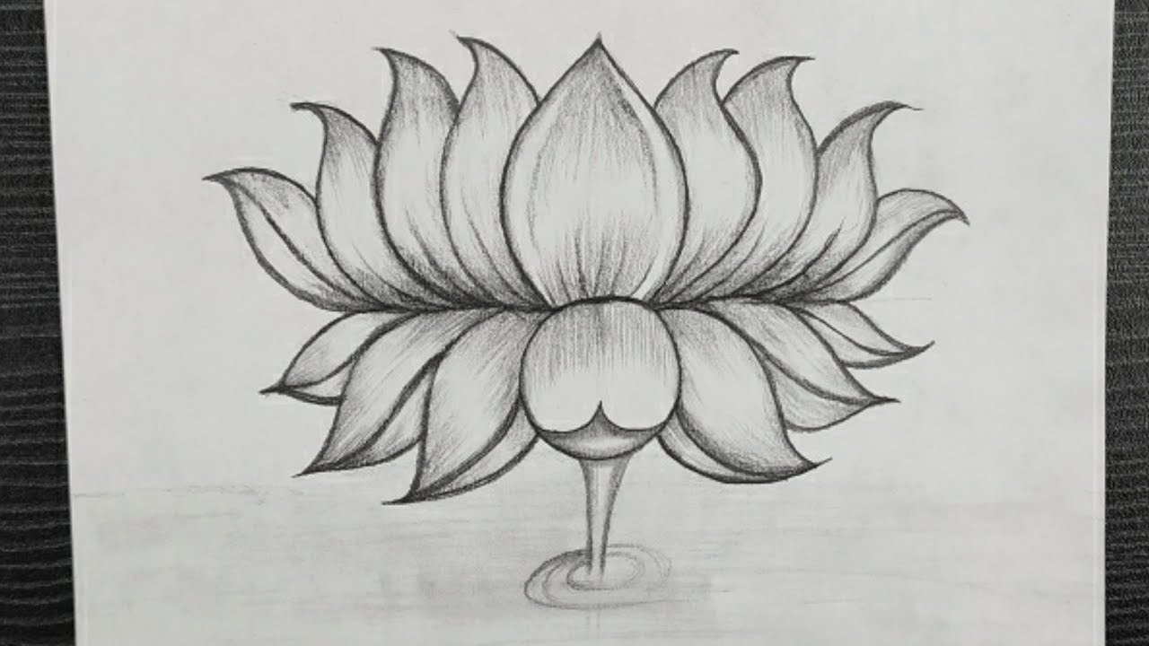 Shining lotus Drawing by Sofia Goldberg - Fine Art America