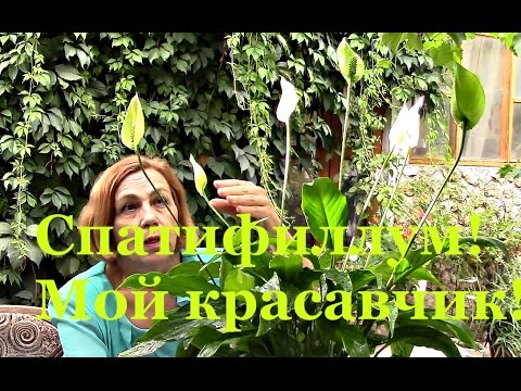 Спатифиллум. Результат подкормки, опрыскивания и обливания!