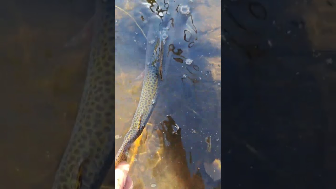 Another beautiful hybrid cuttbow