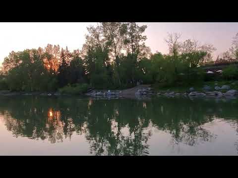 Gaggle of Geese Bow River Sunset