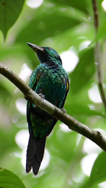Burung takur Tutut indah sedang berkicau diatas ranting suara yang indah bikin rilex #burungkicau