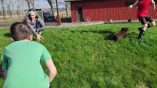 Fieldstone Kennels puppy pick out