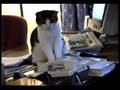 Cat answers office phone