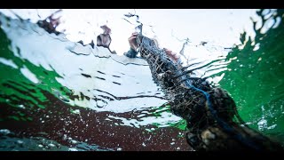 Regenerative Seaweed Farming Research