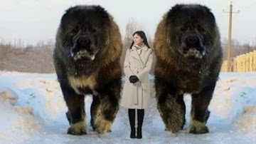 【衝撃】世界の巨大すぎる犬８選