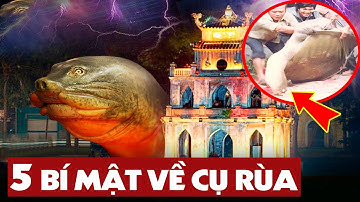 Những Bí Ẩn Ly Kỳ Và Thú Vị Về Cụ Rùa Hồ Hoàn Kiếm 90% Dân Hà Thành Chính Gốc Cũng Không Biết