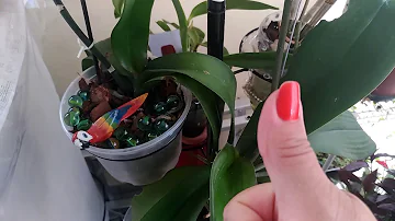 Como estimular a floração das orquídeas?