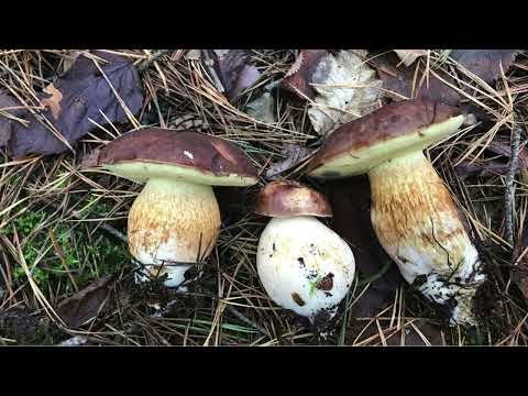 Видео: Гриби Вінниччини. Польський гриб. Boletus badius