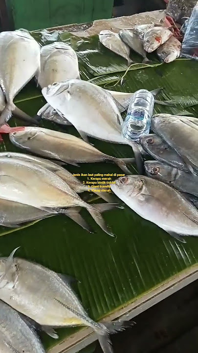 JENIS IKAN LAUT TERMAHAL DI PASAR