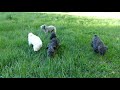That is the question? Is it pumi dog or sheep? の動画、YouTube動画。