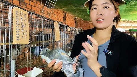 Chọn Giống Bồ Câu Phù Hợp Cho Người Mới Bắt Đầu – Hướng Dẫn Chi Tiết Nhất