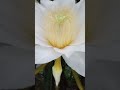 Cara polinasi/penyerbukan buah naga.