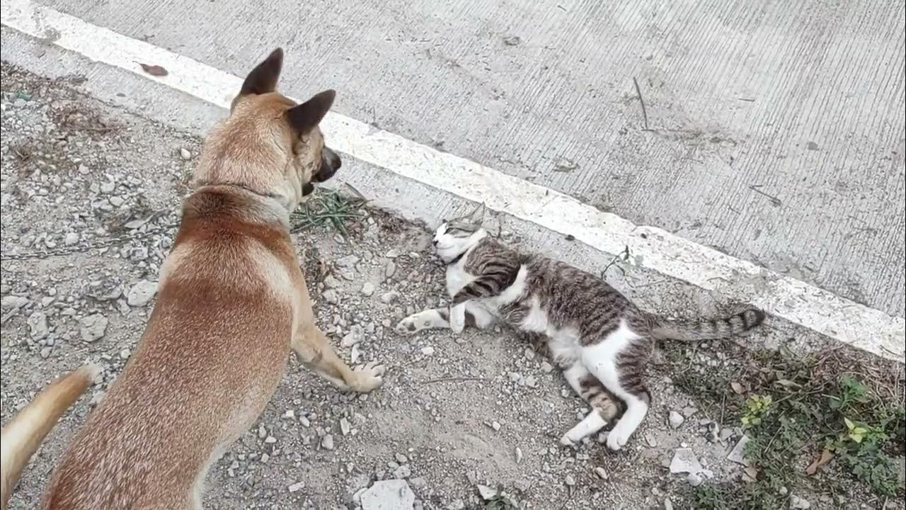 Dog bites cat. Our young dog and our cat are fighting each other. Our
