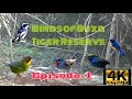 Birds of buxa tiger reserve episode1