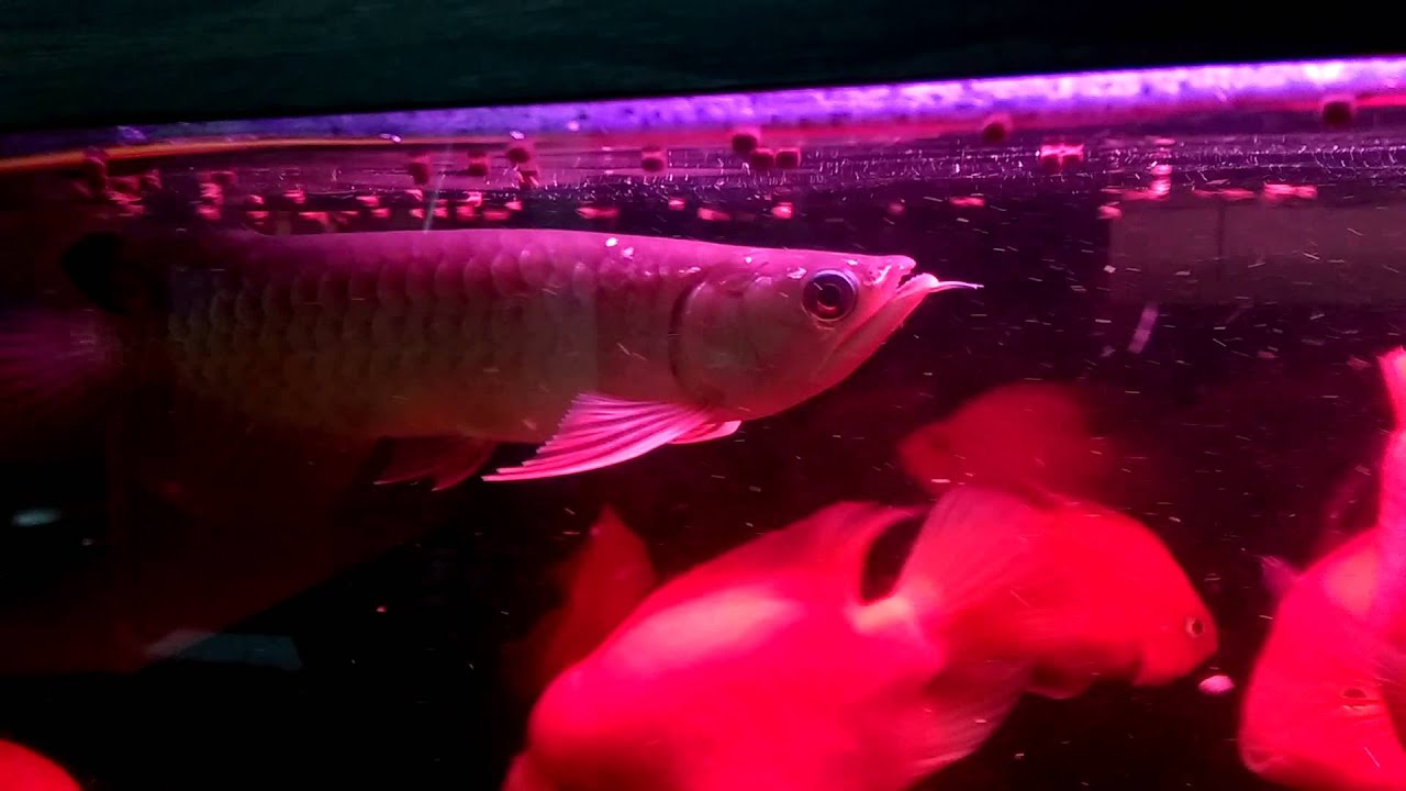 高背紅尾金龍吃飼料 Youtube