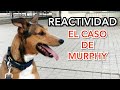 PERRO NERVIOSO REACTIVO  - REHABILITACIÓN