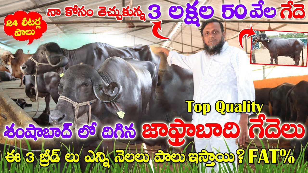 శంషాబాద్ లో దిగిన జాఫ్రాబాది గేదెలు |Top Quality Buffaloes| 3 బ్రీడ్ లు ఎన్ని నెలలు పాలు? | FAT %
