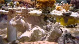 Part 3 Coraliums Sps Tank, Frag Tank, Coral Propgation, Coral Reef, Aquarium