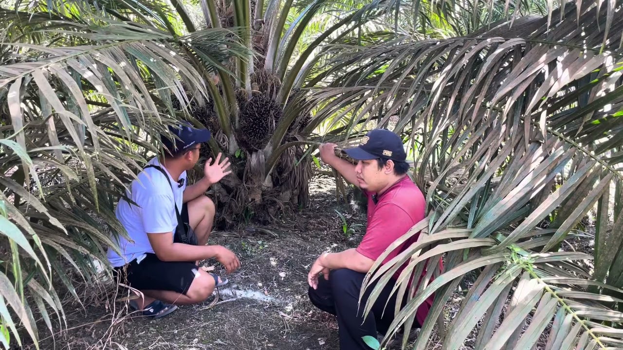 Sawit Topas 3 seri 4 panen 3 ton dalam satu bulan