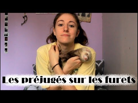 Vidéo: Existe-t-il Différents Types De Furets ?