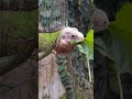 Iguana Lesser antillean #iguana