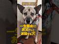 会話する犬・・動物との話し合いが成立してるwおとうさんw【虐待された犬アッチャン】#shorts
