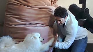 Very important dog petting part of the stream