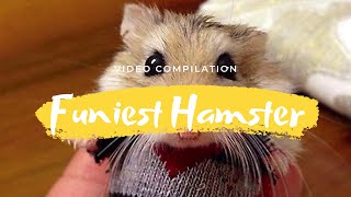 Cute Hamster Videos | Hamster Running On Wheel Too Fast