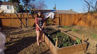 Here is the first tour of our back yard. We really started to do a lot of in the summer of 2017. We had a whole section of fence fall 