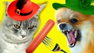 Кот Макс виноват? Кто украл сосиску? Собака Алиса как детектив с озвучкой Кот Макс виноват? Кто украл сосиску? Собака Алиса как детектив с озвучкой