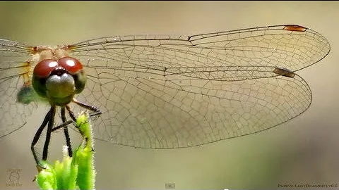 Dragonfly Wings in Slow Motion - Smarter Every Day 91 - DayDayNews