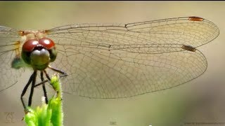 Dragonfly Wings in Slow Motion - Smarter Every Day 91