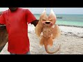 10 Weirdest Creatures Ever Found!