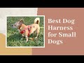 Ruff Wear Dog Harness Review | Front Range Harness for Small Dogs